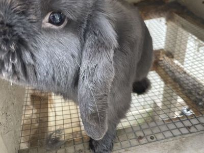 Holland Lop Male