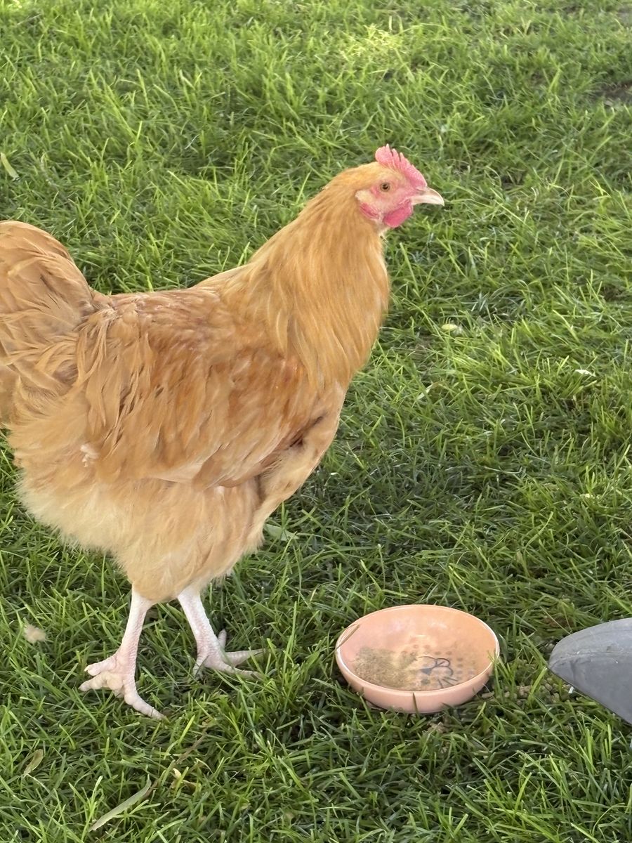 Buff Orphington rooster