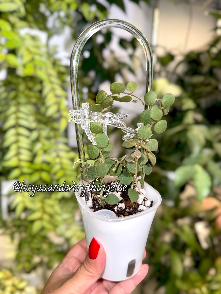 Hoya boycei - Plant