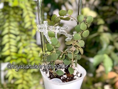 Hoya boycei - Plant