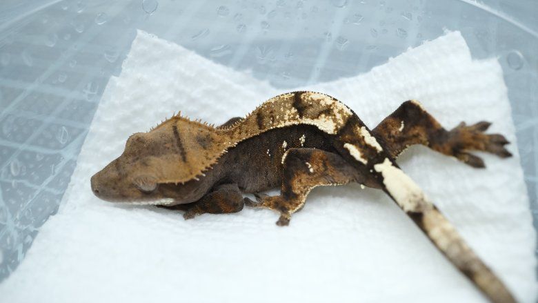 Male Het Axanthic Sable crested gecko