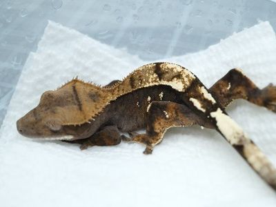 Male Het Axanthic Sable crested gecko