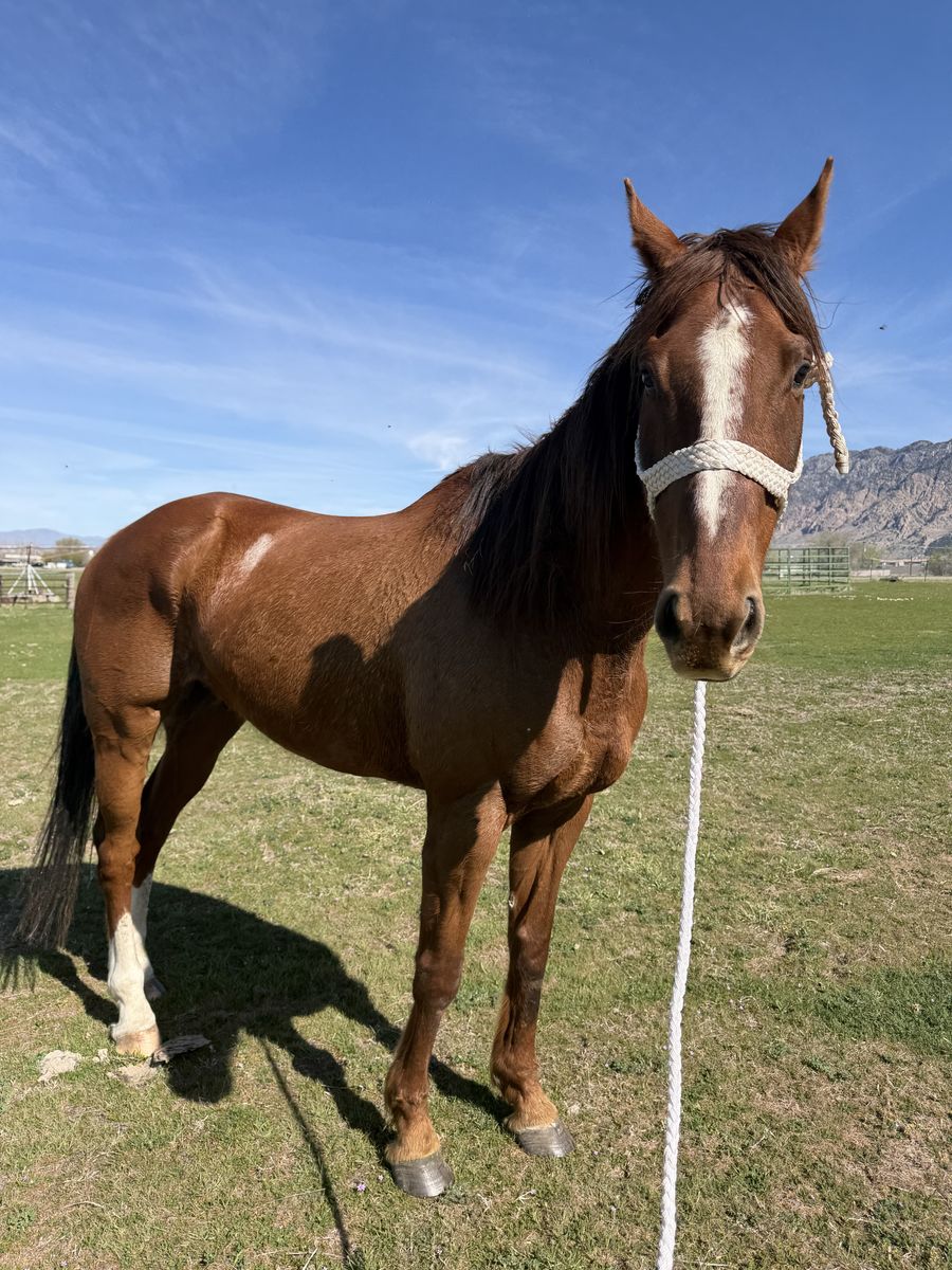 9 YO Thoroughbred Gelding