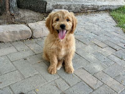 Mini Goldendoodle Ready Today!