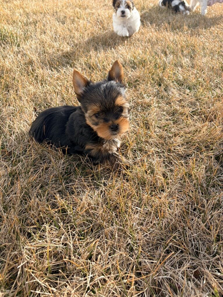 Yorkshire Terrier CKC (Parti Breed)