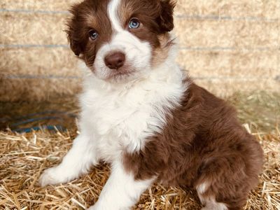 Purebred Standard Australian Shepherds