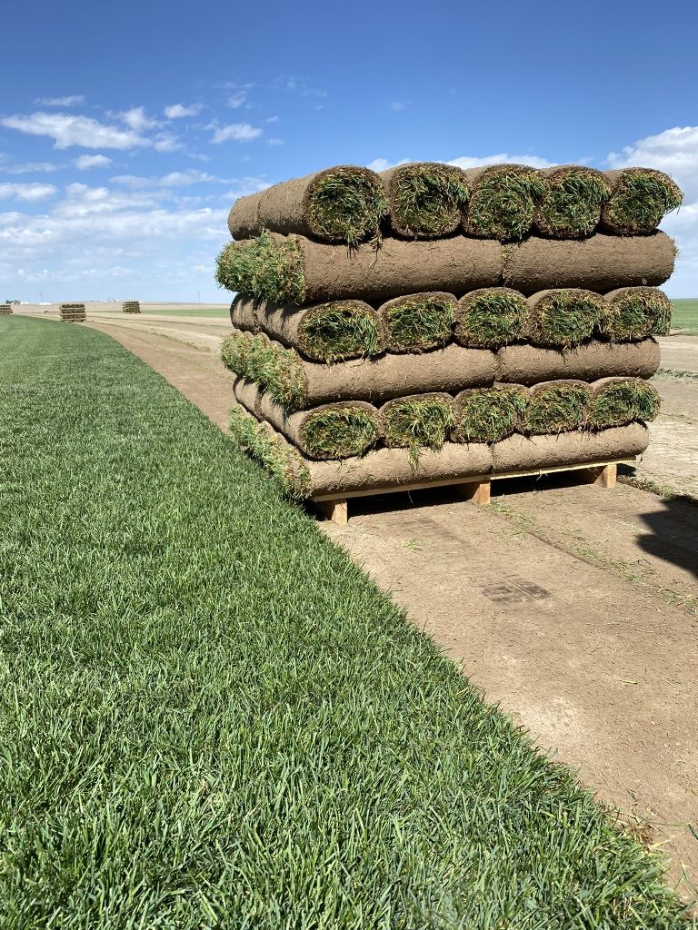 Sod Delivery - Kentucky Bluegrass