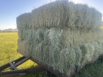 Grass Hay