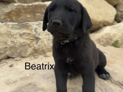 Golden retriever/German Shepherd Mix puppies! Golden Shepherd