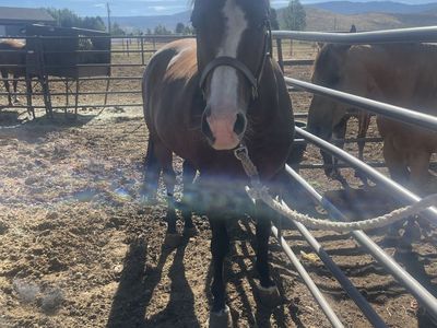 Horse