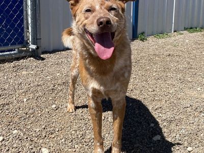 Hello my name is Wiley