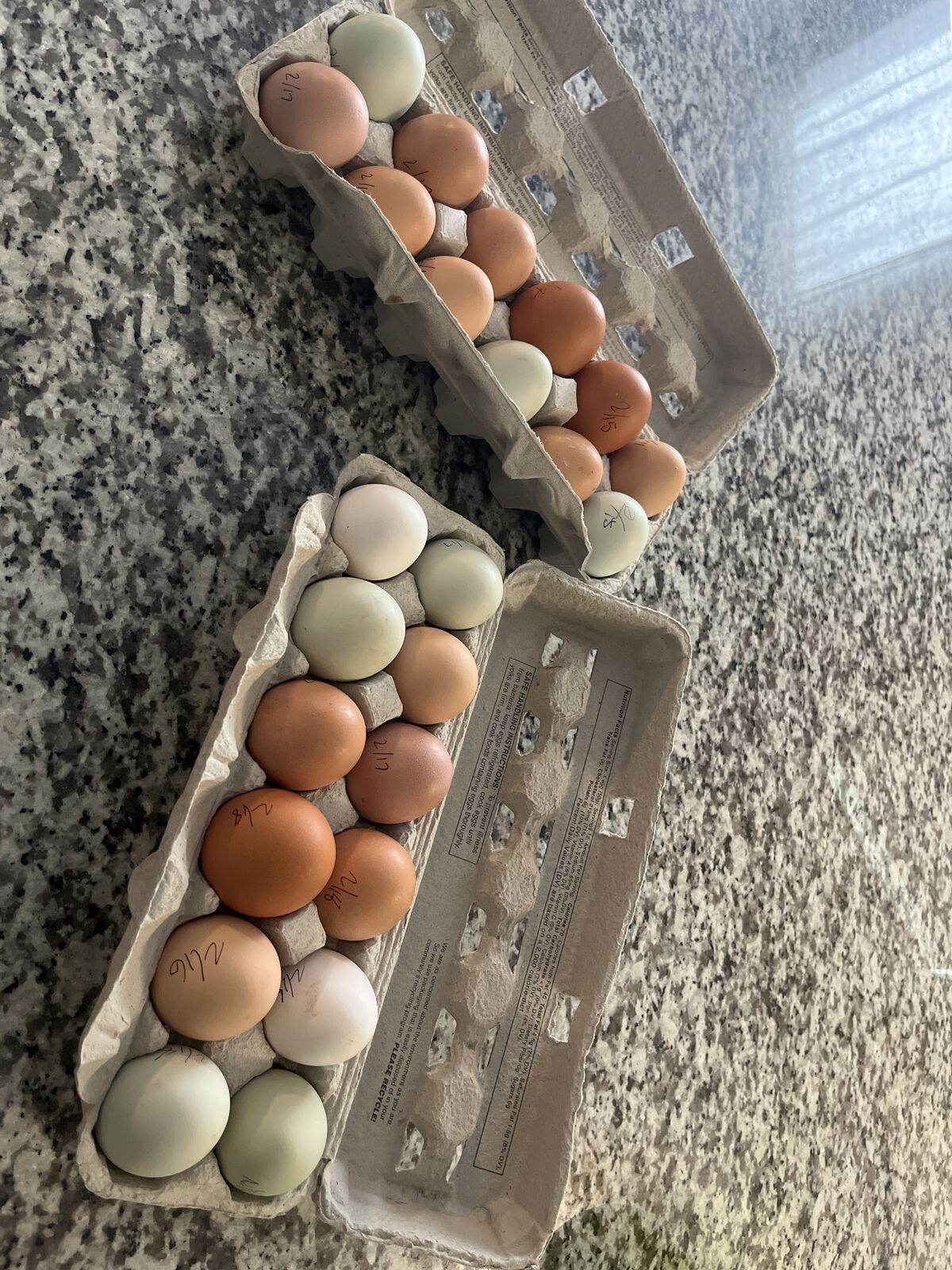 Fresh free Range Eggs