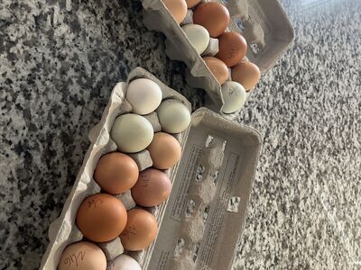 Fresh free Range Eggs