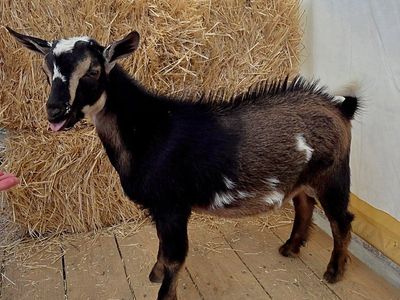 Purebred POLLED Nigerian Dwarf Buckling