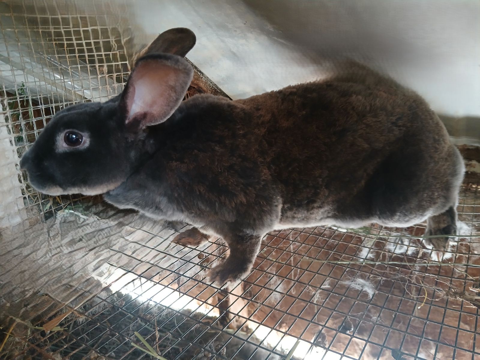Gray Rex Rabbit Female Live Animal