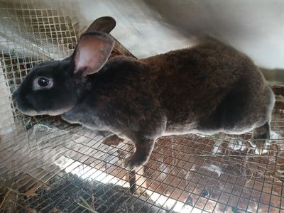 Gray Rex Rabbit Female Live Animal