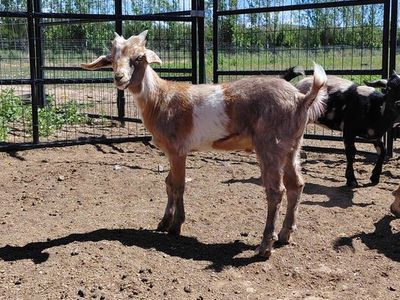 Mini Nubian Buckling