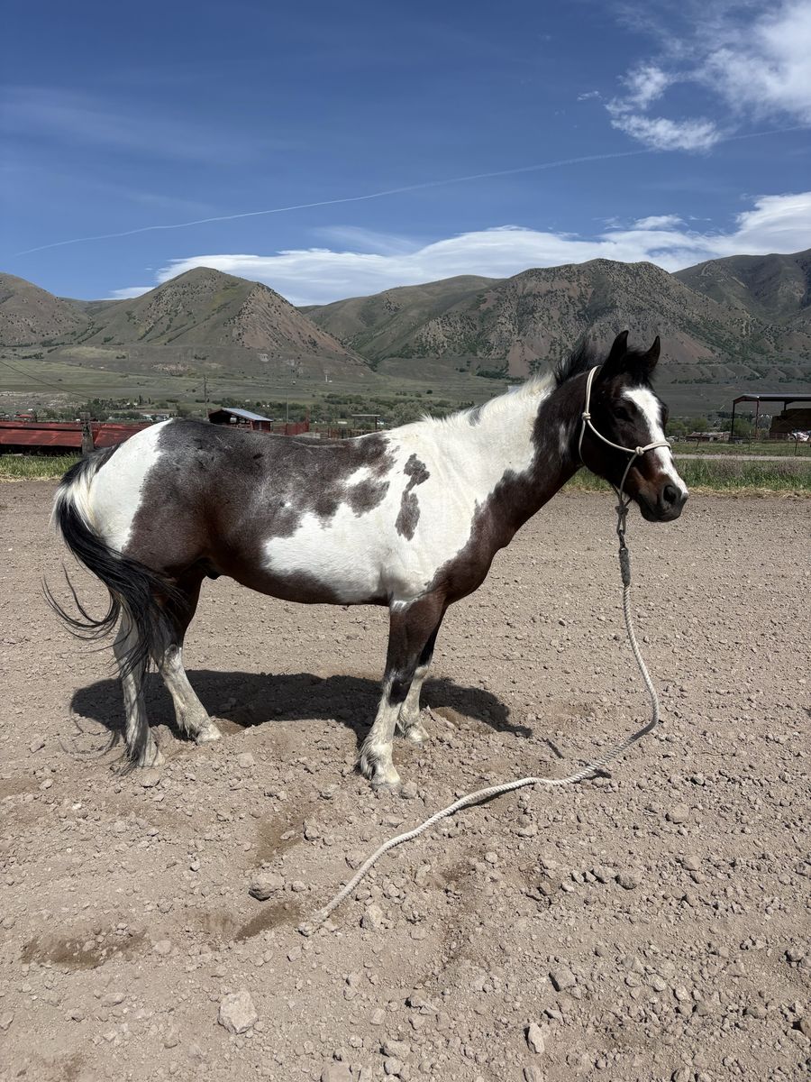 2018 Bay Overo Gelding