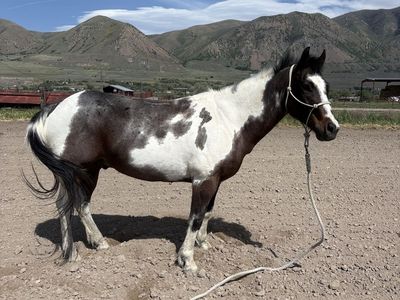 2018 Bay Overo Gelding