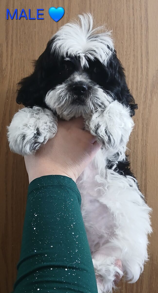 Maltipoo Shih Tzu Mix Puppy Male