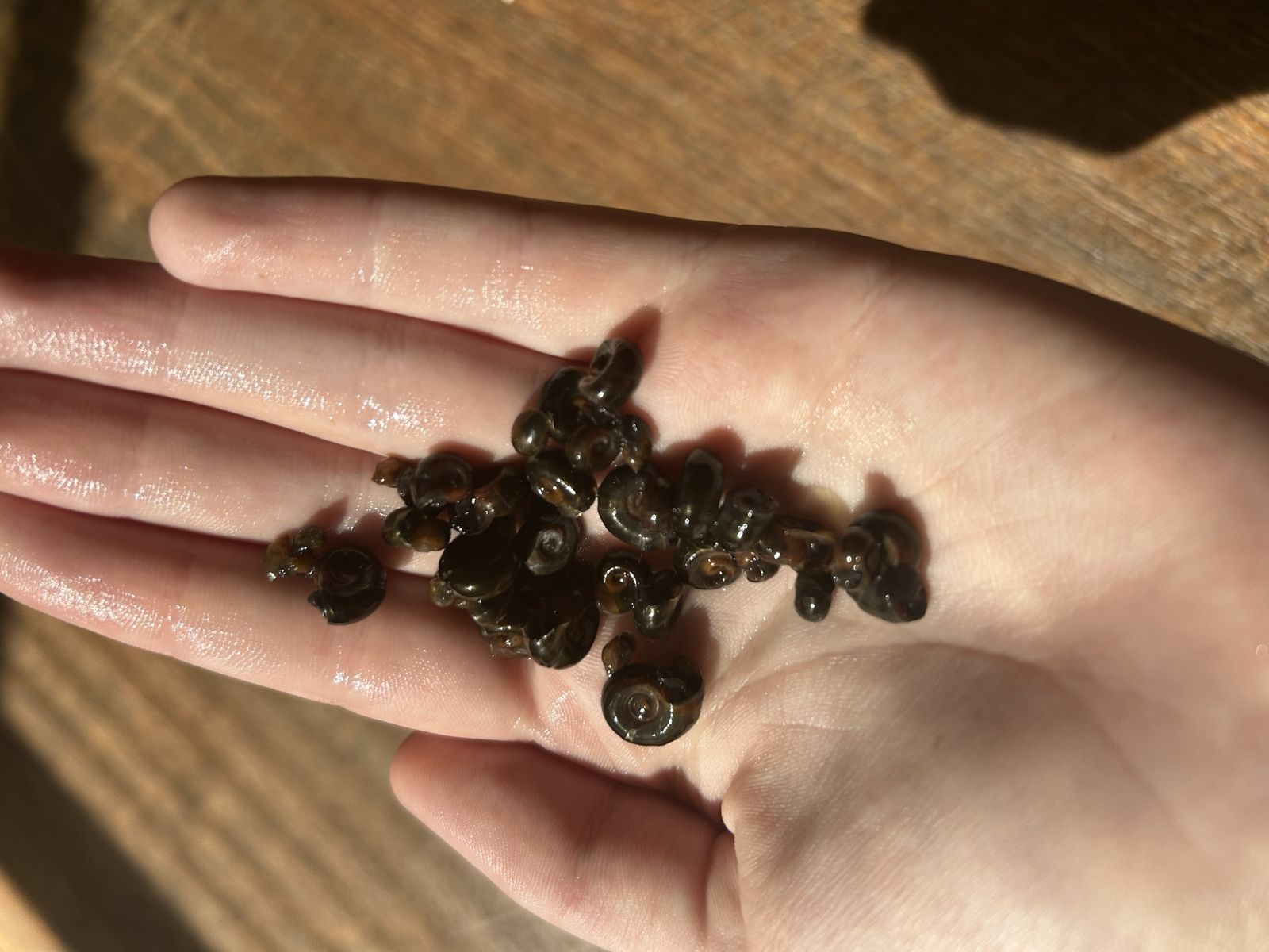 ramshorn and bladder snails