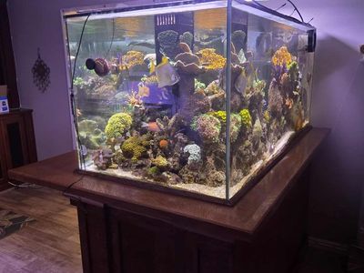 240 G Aquarium - Stand - Sump - Pump