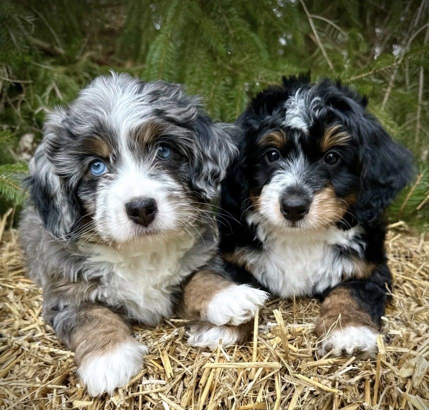 Bernedoodle puppies some merle, taking reservations now  Coming soon Bernedoodle puppies
