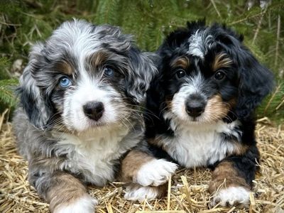 Bernedoodle puppies some merle, taking reservations now Coming soon Bernedoodle puppies