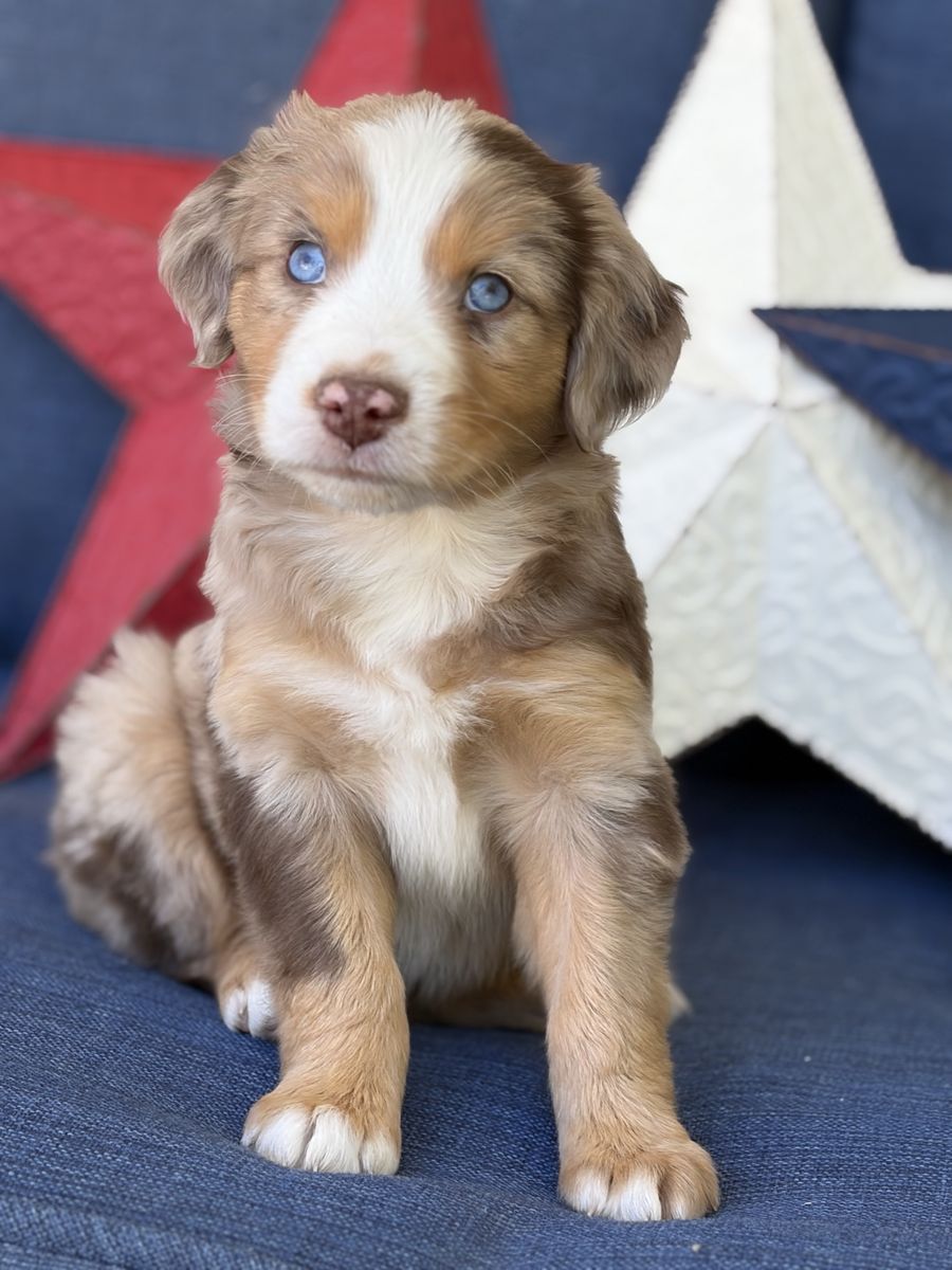 Miniature Australian Shepherd (Mini Aussie) puppies