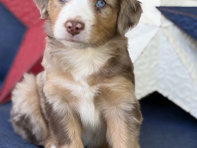Miniature Australian Shepherd (Mini Aussie) puppies