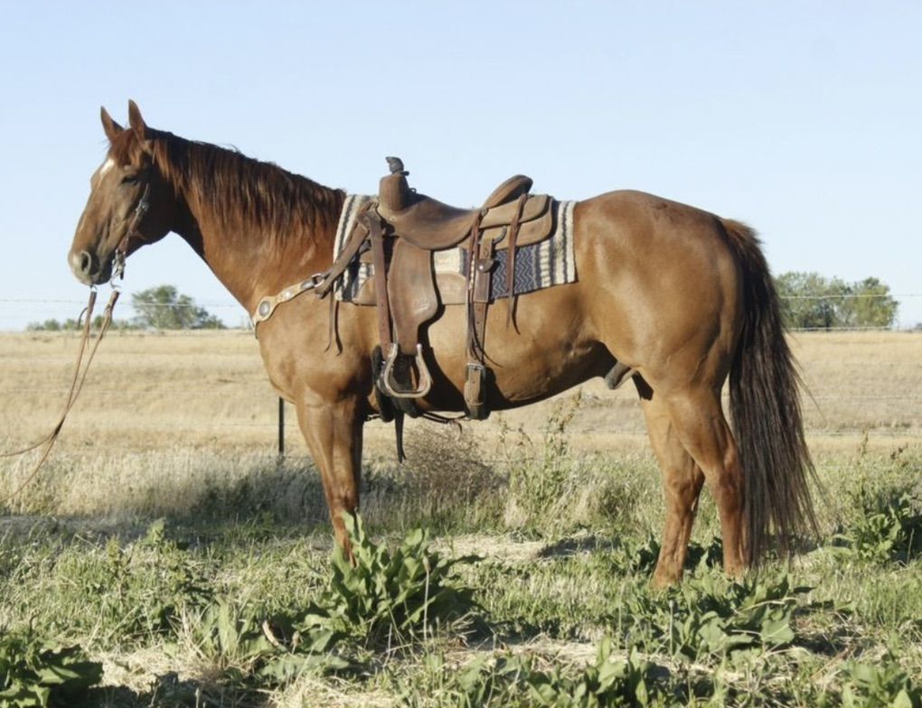 Ranch Gelding