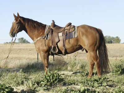 Ranch Gelding