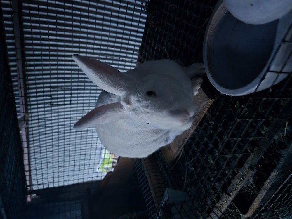 purebred new zealand