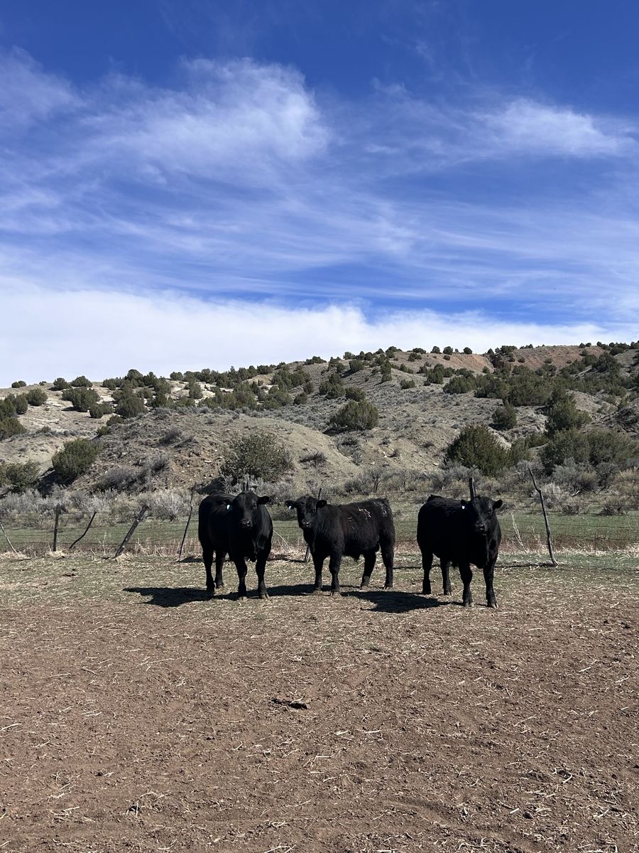Registered Angus Bulls