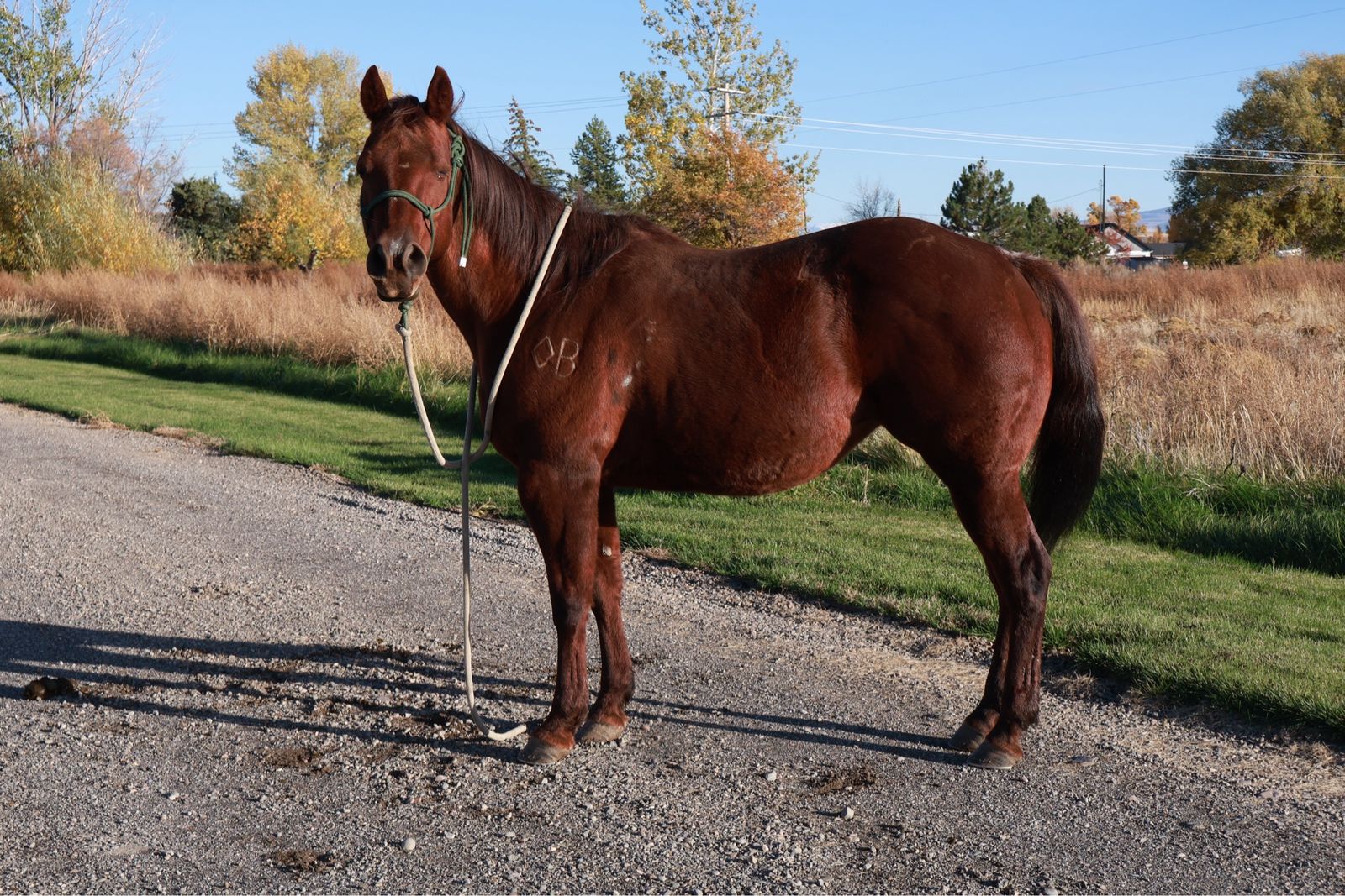 AQHA Mare