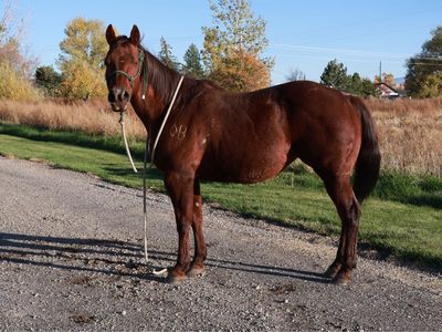 AQHA Mare