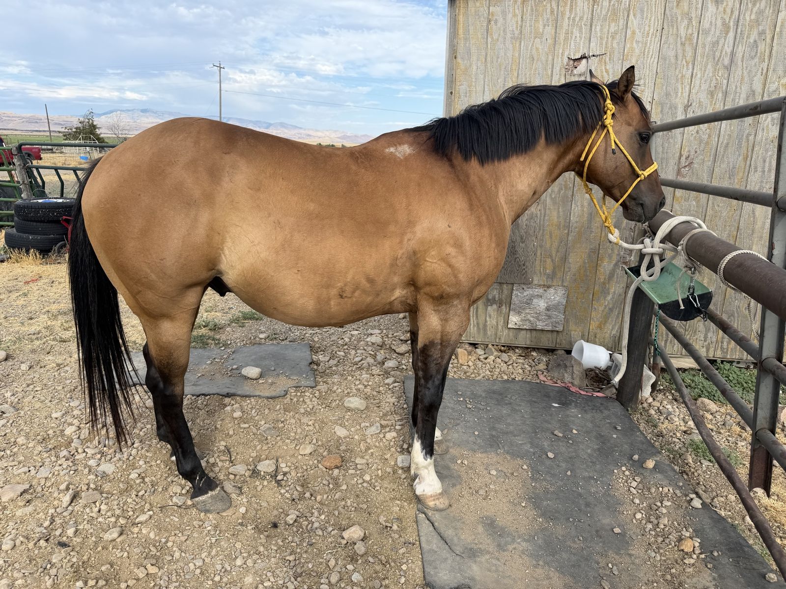 7 year old pony 