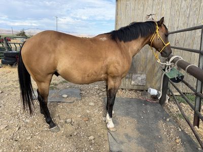 7 year old pony