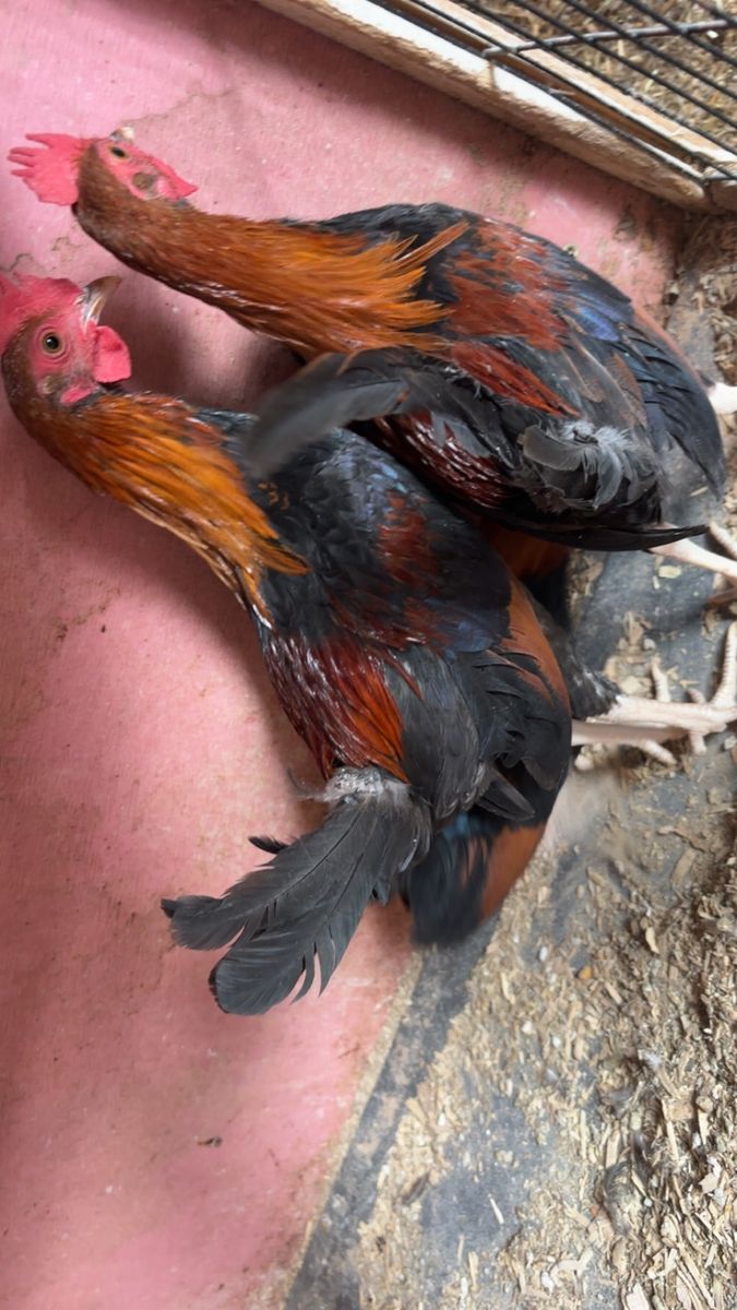Free 3 bantam roosters