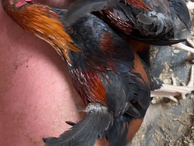 Free 3 bantam roosters