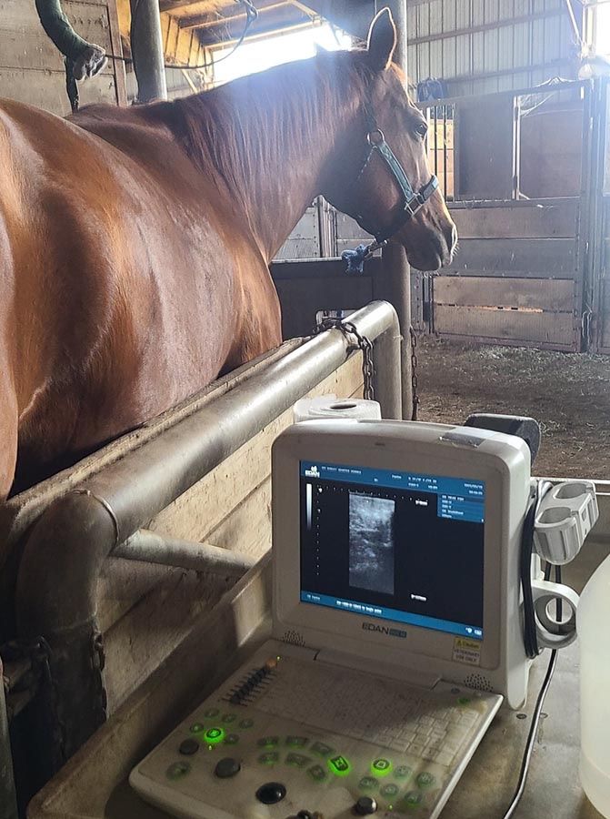 I Ultrasound Mares