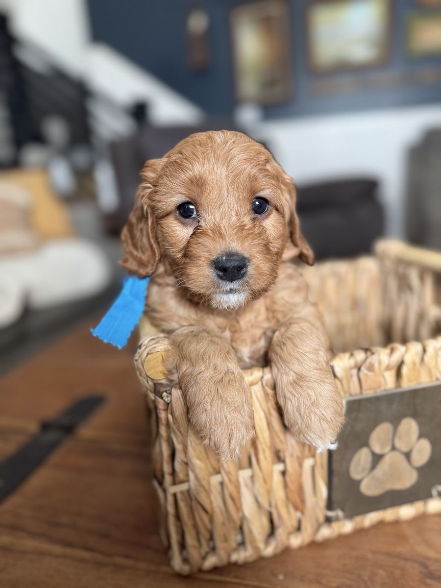 F1 Medium Red Goldendoodle Puppies