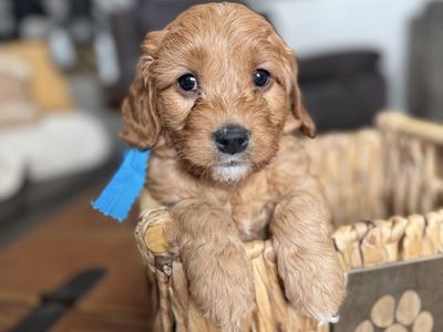 F1 Medium Red Goldendoodle Puppies