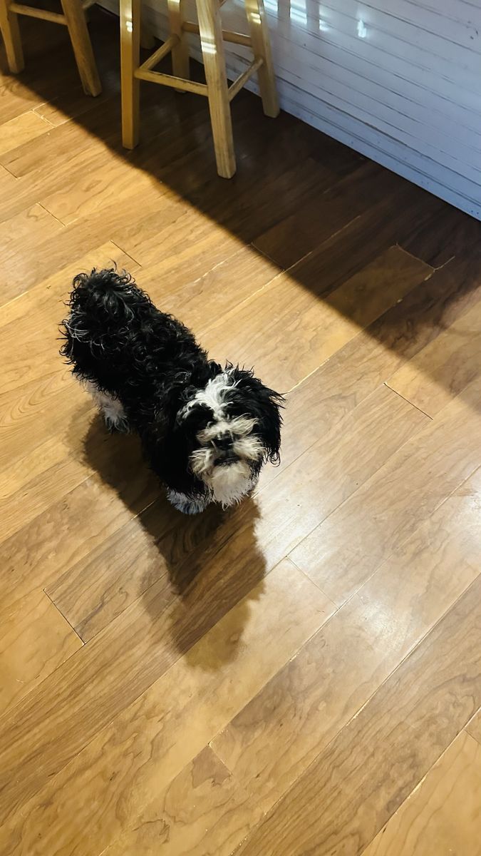 Black and White Shih Tzu