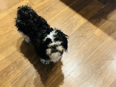 Black and White Shih Tzu