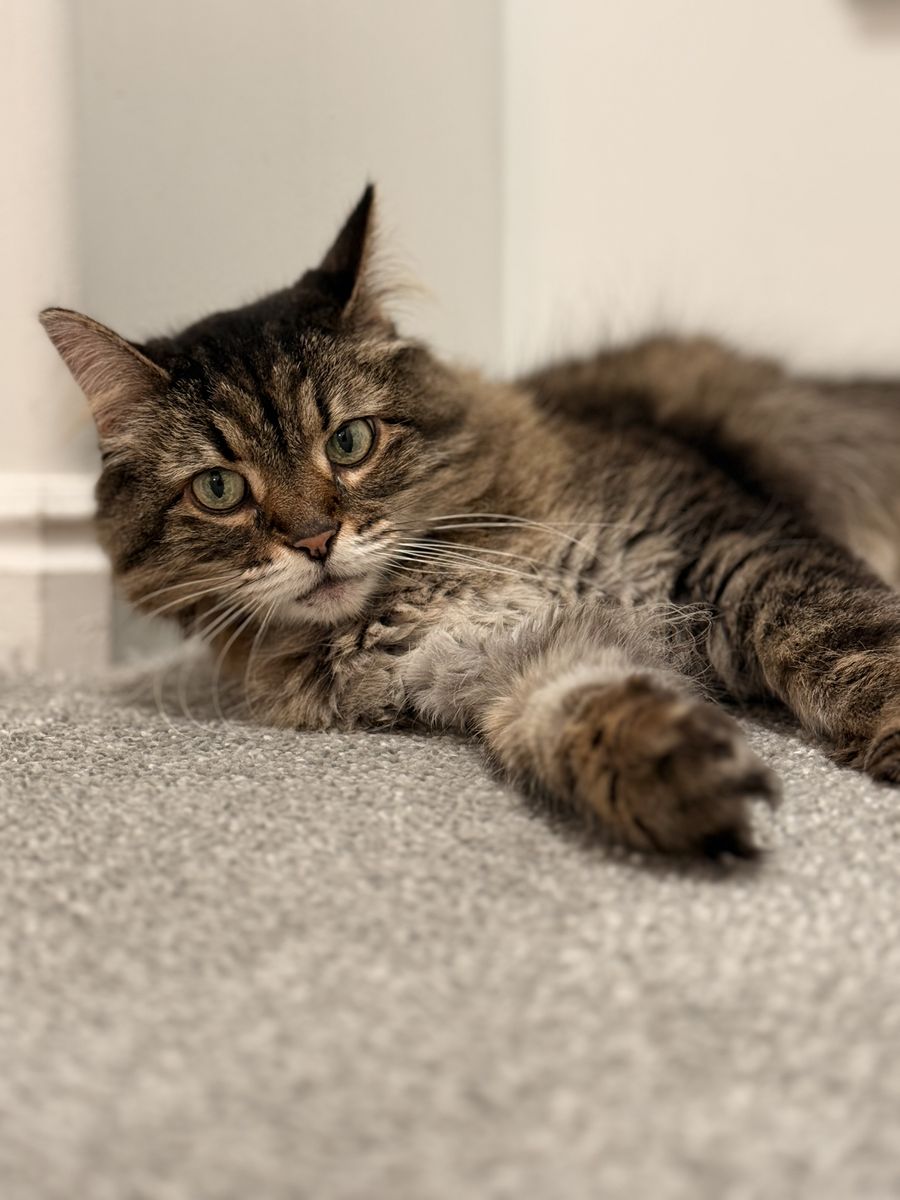 Free female cat for a new home
