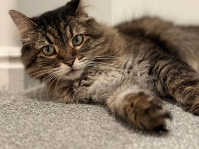 Free female cat for a new home