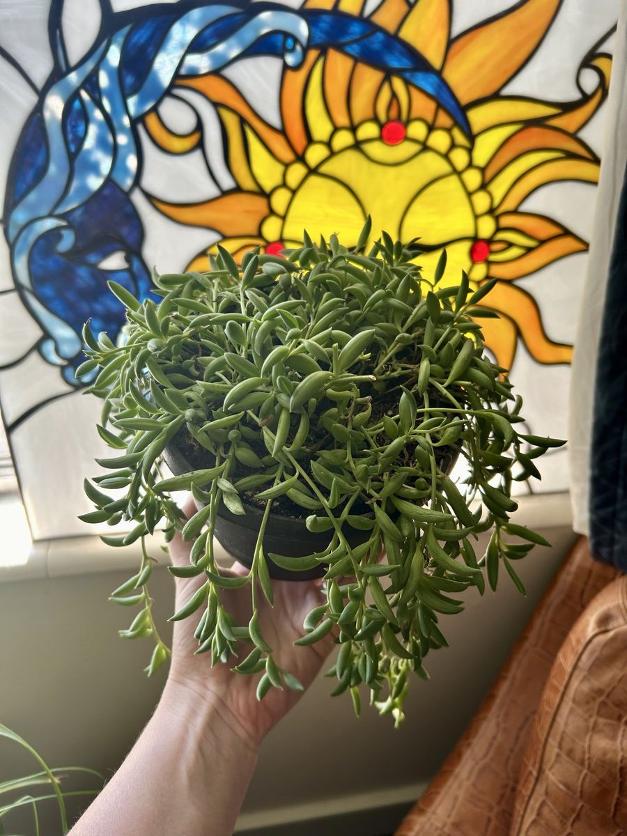 String of Bananas House Plant!