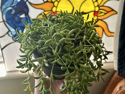 String of Bananas House Plant!