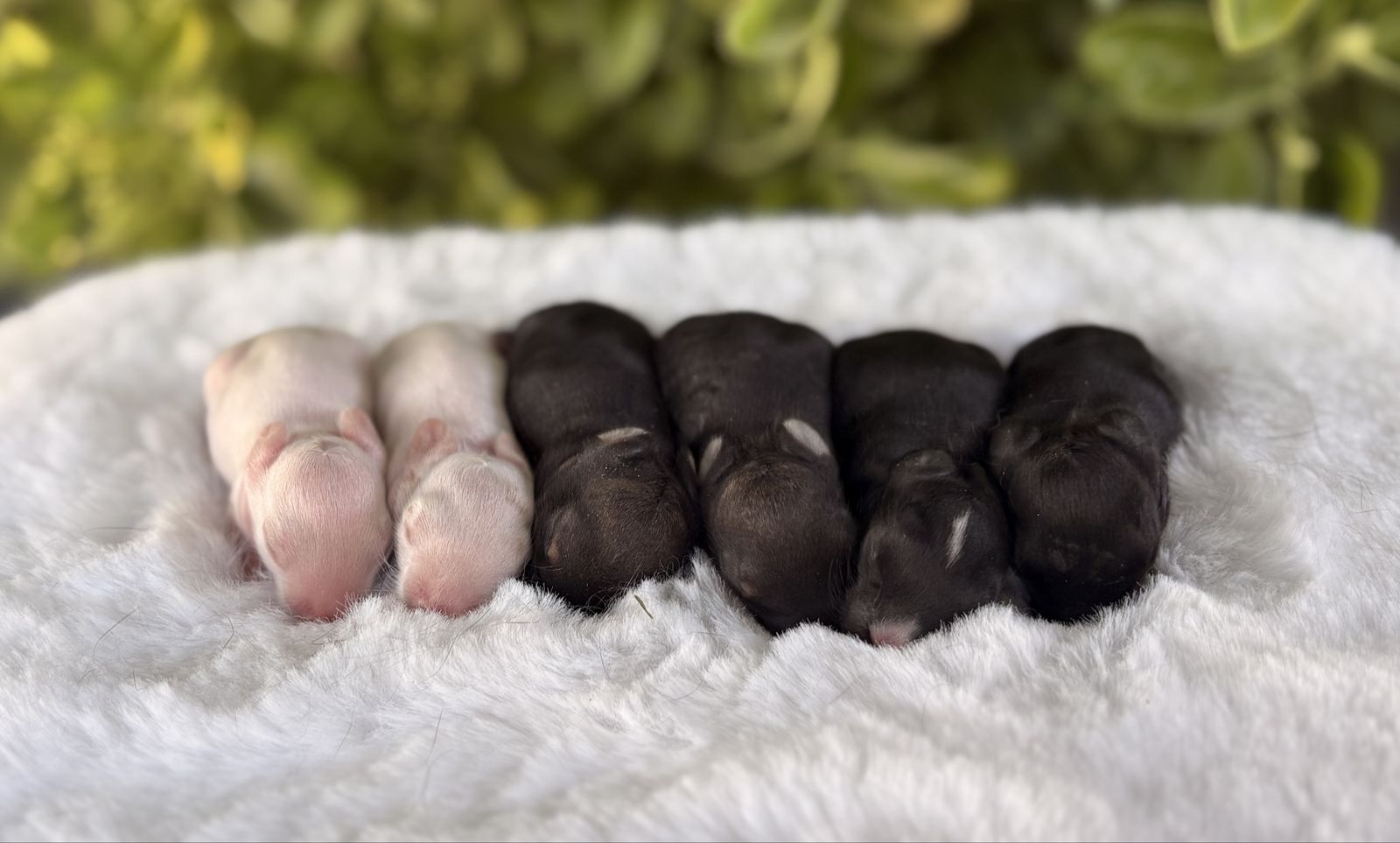 Cute little part Netherland dwarf baby bunny rabbits for sale!